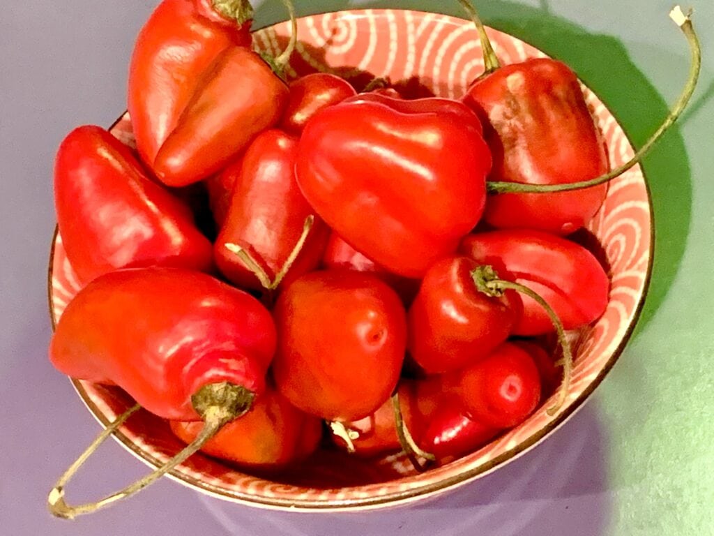 Photo shows a basket of red rocoto chiles