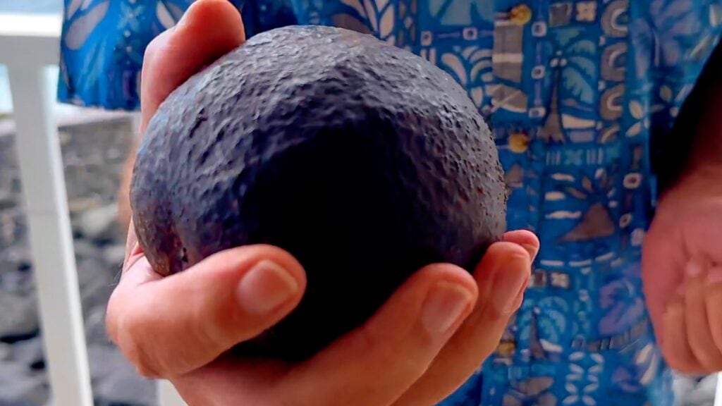 Photo shows a large Hawaiian avocado